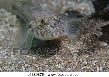 Goby. Sark, Channel Islands, UK View Large Photo Image Picture - Goby. Sark, Channel Islands, UK. Fotosearch