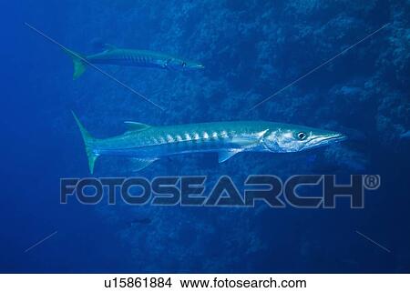 Picture - Great Barracuda (Sphyraena barracuda). Red Sea.. Fotosearch