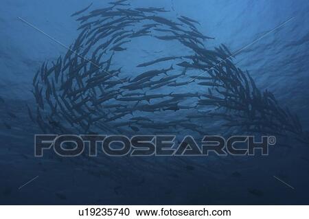 Great Barracuda (Sphyraena barracuda), large school of fish swimming in formation, Sipidan, Mabul, Malaysia. View Large Photo Image Stock Image - Great Barracuda (Sphyraena barracuda), large school of fish swimming in formation, Sipidan, Mabul, Malaysia.. Fotosearch