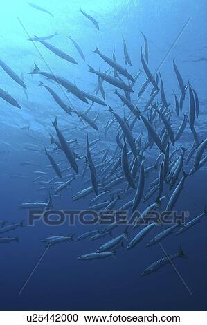 Stock Image - Great Barracuda (Sphyraena barracuda) Schooling Barracuda in curve. French Polynesia, Southern Pacific Ocean. Fotosearch