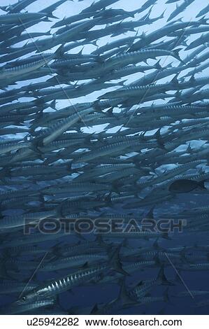 Great Barracuda (Sphyraena barracuda), large school of fish swimming in formation, Sipidan, Mabul, Malaysia. View Large Photo Image Stock Image - Great Barracuda (Sphyraena barracuda), large school of fish swimming in formation, Sipidan, Mabul, Malaysia.. Fotosearch