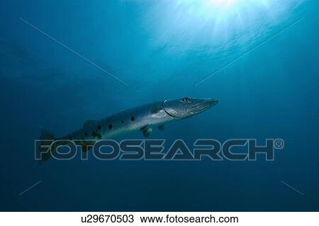 Great barracuda, Sphyraena barracuda,, Molasses Reef, Key Largo, Florida, USA, Atlantic Ocean View Large Photo Image Stock Image - Great barracuda, Sphyraena barracuda,, Molasses Reef, Key Largo, Florida, USA, Atlantic Ocean. Fotosearch