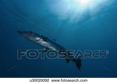 Stock Image - Great barracuda, Sphyraena barracuda. Molasses Reef, Key Largo, Florida, USA, Atlantic Ocean. Fotosearch