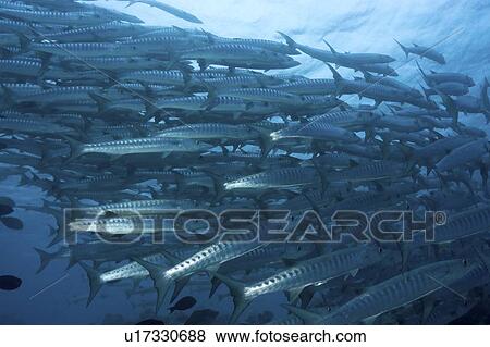 Stock Photo - Great Barracuda (Sphyraena barracuda), large school of fish swimming in formation, Sipidan, Mabul, Malaysia.. Fotosearch