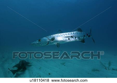 Great barracuda, Sphyraena barracuda. Molasses Reef, Key Largo, Florida, USA, Atlantic Ocean View Large Photo Image Stock Photo - Great barracuda, Sphyraena barracuda. Molasses Reef, Key Largo, Florida, USA, Atlantic Ocean. Fotosearch
