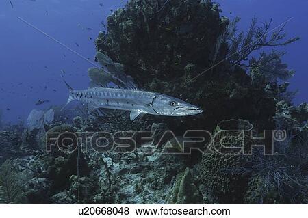 Great Barracuda (Sphyraena barracuda), single barracuda swimming past coral reef, Cayman Islands, Caribbean View Large Photo Image Stock Photo - Great Barracuda (Sphyraena barracuda), single barracuda swimming past coral reef, Cayman Islands, Caribbean. Fotosearch