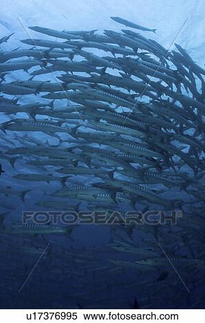 Great Barracuda (Sphyraena barracuda), large school of fish swimming in formation, Sipidan, Mabul, Malaysia. View Large Photo Image Stock Photography - Great Barracuda (Sphyraena barracuda), large school of fish swimming in formation, Sipidan, Mabul, Malaysia.. Fotosearch