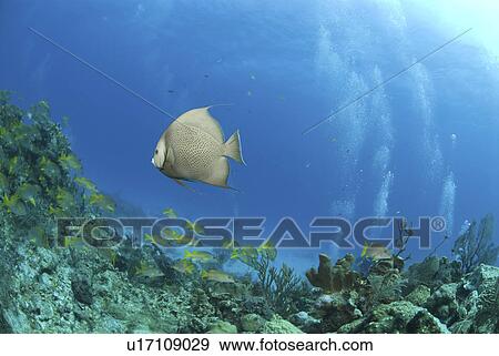 Stock Photo - Grey Angelfish (Pomacanthus arcuatus), swimming over coral reef with diver in background, Cayman Islands, Caribbean. Fotosearch