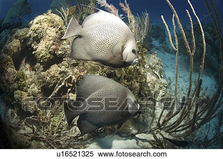 Grey Angelfish (Pomacanthus arcuatus), two fish swimming over coral reef, Cayman Islands, Caribbean View Large Photo Image Stock Photography - Grey Angelfish (Pomacanthus arcuatus), two fish swimming over coral reef, Cayman Islands, Caribbean. Fotosearch