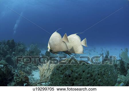 Grey Angelfish (Pomacanthus arcuatus), two fish swimming over coral reef, Cayman Islands, Caribbean View Large Photo Image Stock Photography - Grey Angelfish (Pomacanthus arcuatus), two fish swimming over coral reef, Cayman Islands, Caribbean. Fotosearch