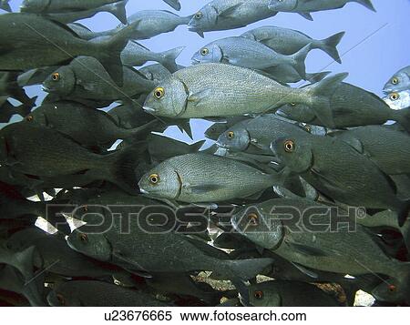 Grunts. Galapagos. View Large Photo Image Stock Photography - Grunts. Galapagos.. Fotosearch