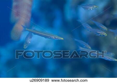 Juvenile Barracuda (Sphyraena Sp. ). Found amongst a dense school of Yellow Sweeper making use of the protection of a Redmouth Grouper, until their increasing size gave away their camouflage. Red Sea. View Large Photo Image Stock Photo - Juvenile Barracuda (Sphyraena Sp. ). Found amongst a dense school of Yellow Sweeper making use of the protection of a Redmouth Grouper, until their increasing size gave away their camouflage. Red Sea.. Fotosearch