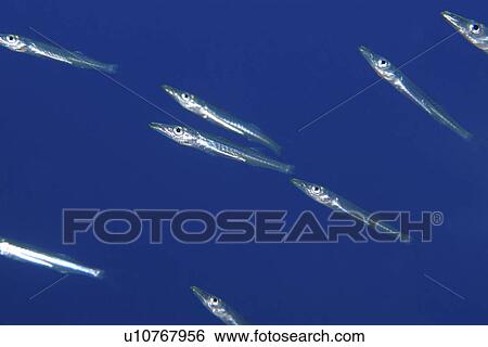 Stock Photograph - Juvenile Barracuda (Sphyraena Sp. ). Found amongst a dense school of Yellow Sweeper making use of the protection of a Redmouth Grouper, until their increasing size gave away their camouflage. Red Sea.. Fotosearch