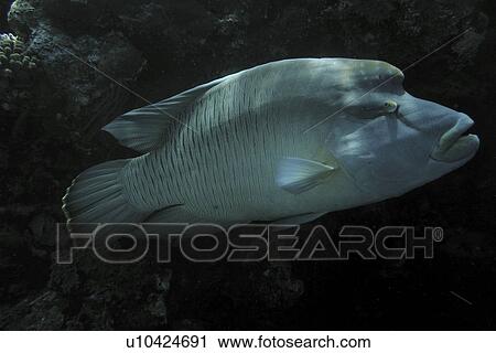 Large Napoleon Wrasse (Cheilinus undulates) taken against the reef wall under natural light. Red Sea. Egypt. View Large Photo Image Stock Image - Large Napoleon Wrasse (Cheilinus undulates) taken against the reef wall under natural light. Red Sea. Egypt. . Fotosearch