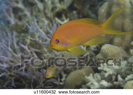 Lyretale Anthias (Pseudanthias squamipinnis), (female), nice orange coloration swimming with indistinct background, Red Sea, Egypt View Large Photo Image Stock Image - Lyretale Anthias (Pseudanthias squamipinnis), (female), nice orange coloration swimming with indistinct background, Red Sea, Egypt. Fotosearch