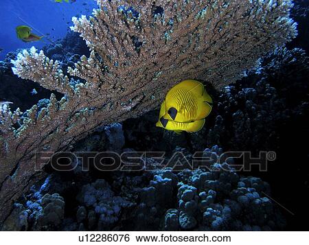Masked Butterfly Fish (Chaetodon semilarvatus) hidding under a table coral. HUrghada. Red sea. Egypt View Large Photo Image Stock Photograph - Masked Butterfly Fish (Chaetodon semilarvatus) hidding under a table coral. HUrghada. Red sea. Egypt. Fotosearch