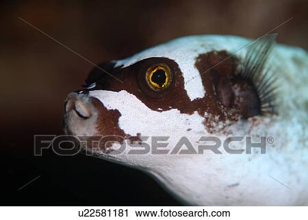 Masked Pufferfish (Arothron diadematus). Red Sea. View Large Photo Image Stock Image - Masked Pufferfish (Arothron diadematus). Red Sea.. Fotosearch