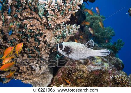 Stock Photography - Masked Pufferfish (Arothron diadematus). Usually solo, seen here feeding on (Acropora Sp. ) coral. Seen in large groups only during the breeding season. Found only in the Red Sea. Red Sea.. Fotosearch