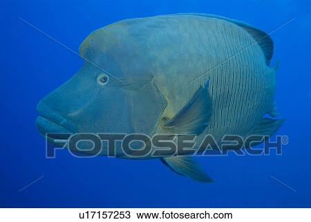Stock Image - Napoleon Wrasse (Cheilinus undulatus). Red Sea.. Fotosearch