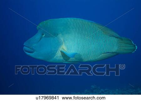 Napoleon Wrasse (Cheilinus undulatus). Red Sea. View Large Photo Image Stock Image - Napoleon Wrasse (Cheilinus undulatus). Red Sea.. Fotosearch