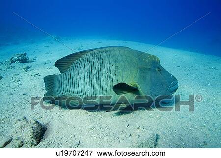 Napoleon Wrasse (Cheilinus undulatus). Red Sea. View Large Photo Image Stock Photo - Napoleon Wrasse (Cheilinus undulatus). Red Sea.. Fotosearch