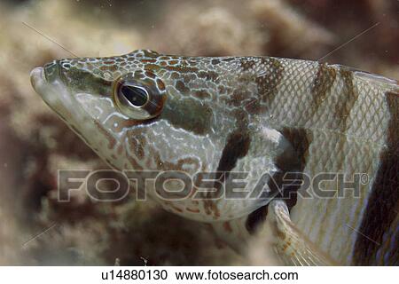 Stock Image - Painted Comber close up. Spanish Mediterranean.. Fotosearch