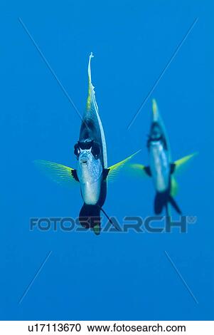 Stock Image - Pair of Red Sea Bannerfish (Heniochus intermedius). Red Sea.. Fotosearch
