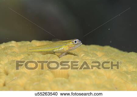 Stock Image - Peppermint Goby (Coryphopterus lipernes) yellow fish sitting on cream hard coral, Cayman Islands, Caribbean. Fotosearch