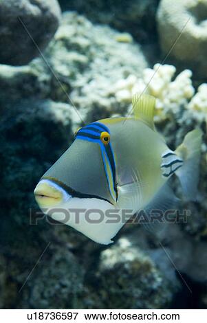 Picasso Triggerfish (Rhinecanthus assasi). Red Sea. View Large Photo Image Stock Photo - Picasso Triggerfish (Rhinecanthus assasi). Red Sea.. Fotosearch