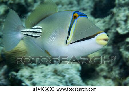 Picasso Triggerfish (Rhinecanthus assasi). Red Sea. View Large Photo Image Stock Photograph - Picasso Triggerfish (Rhinecanthus assasi). Red Sea.. Fotosearch