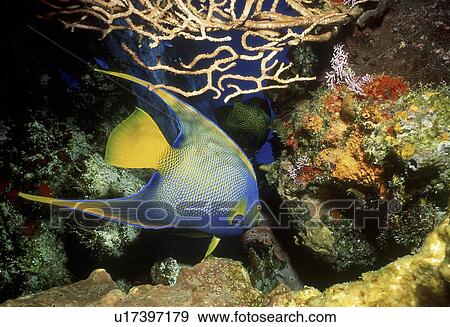 Queen angelfish (Holacanthus ciliaris) swimming through coral reef with sea fans and sponges, Cozumel, Mexico, Caribbean View Large Photo Image Stock Photo - Queen angelfish (Holacanthus ciliaris) swimming through coral reef with sea fans and sponges, Cozumel, Mexico, Caribbean. Fotosearch
