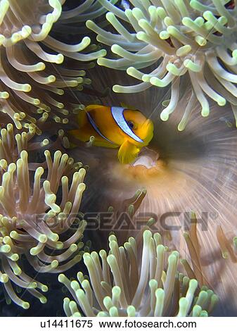 Red Sea anemone fish (Amphiprion bicinctus) in Magnificent anemone (Heteractis magnifica). Anemone City, Sharm El Sheikh, South Sinai, Red Sea, Egypt. View Large Photo Image Stock Photography - Red Sea anemone fish (Amphiprion bicinctus) in Magnificent anemone (Heteractis magnifica). Anemone City, Sharm El Sheikh, South Sinai, Red Sea, Egypt.. Fotosearch