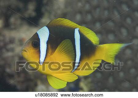 Red Sea Anemonefish (Amphiprion bicinctus), swimming across mid frame with indistinct background, Red Sea, Egypt View Large Photo Image Stock Image - Red Sea Anemonefish (Amphiprion bicinctus), swimming across mid frame with indistinct background, Red Sea, Egypt. Fotosearch