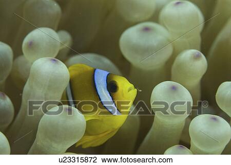 Red Sea Anemonefish (Amphiprion bicinctus), juvenile amidst anemone tentacles, Red Sea, Egypt View Large Photo Image Stock Image - Red Sea Anemonefish (Amphiprion bicinctus), juvenile amidst anemone tentacles, Red Sea, Egypt. Fotosearch