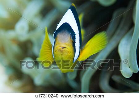 Stock Image - Red Sea Anenomefish (Amphiprion bicinctus). Red Sea.. Fotosearch