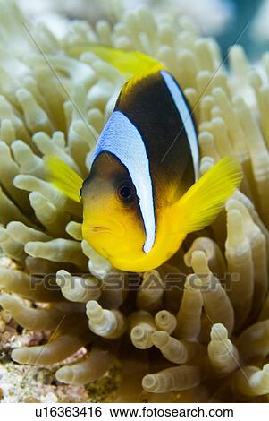 Red Sea Anenomefish (Amphiprion bicinctus). Red Sea. View Large Photo Image Stock Photograph - Red Sea Anenomefish (Amphiprion bicinctus). Red Sea.. Fotosearch