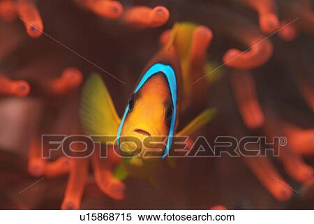 Red Sea Anenomefish (Amphiprion bicinctus). Red Sea. View Large Photo Image Stock Photography - Red Sea Anenomefish (Amphiprion bicinctus). Red Sea.. Fotosearch