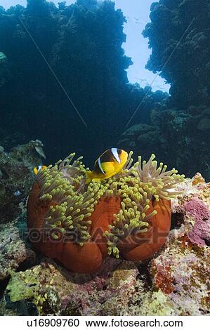 Red Sea Clownfish (Amphiprion bicinctus) and sea anemone with reef and blue background. 29-9-07 View Large Photo Image Stock Image - Red Sea Clownfish (Amphiprion bicinctus) and sea anemone with reef and blue background. 29-9-07. Fotosearch