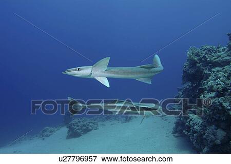 Remora fish looking for host to suck onto. Red Sea. View Large Photo Image Stock Photo - Remora fish looking for host to suck onto. Red Sea.. Fotosearch
