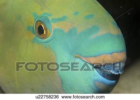 Stock Photograph -  Rusty Parrotfish (Scarus ferrugineus), detail of head showing eye and coloration, Red Sea, Egypt. Fotosearch