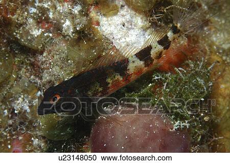 Saddled Blenny (Malacoctenus triangulatus), resting on corals, Cayman Islands, Caribbean View Large Photo Image Stock Image - Saddled Blenny (Malacoctenus triangulatus), resting on corals, Cayman Islands, Caribbean. Fotosearch