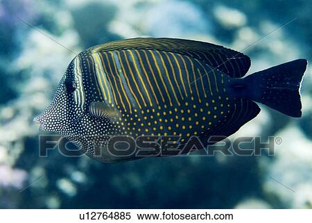 Stock Photography - Sailfin Tang (Zebrasoma desjardinii). Red Sea.. Fotosearch