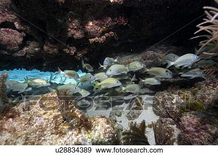 School of white grunts, Haemulon plumieri, rests under crevice, Molasses Reef, Key Largo, Florida, USA, Atlantic Ocean View Large Photo Image Stock Photo - School of white grunts, Haemulon plumieri, rests under crevice, Molasses Reef, Key Largo, Florida, USA, Atlantic Ocean. Fotosearch