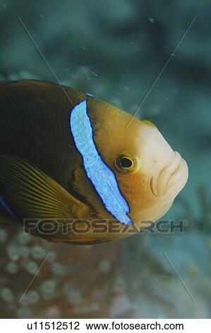 Striped Anemonefish (Amphiprion clarkii), details of head, Raiatia, French Polynesia, Southern Pacific Ocean View Large Photo Image Stock Image - Striped Anemonefish (Amphiprion clarkii), details of head, Raiatia, French Polynesia, Southern Pacific Ocean. Fotosearch