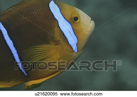 Stock Photography - Striped Anemonefish (Amphiprion clarkii), details of head, Raiatia, French Polynesia, Southern Pacific Ocean. Fotosearch