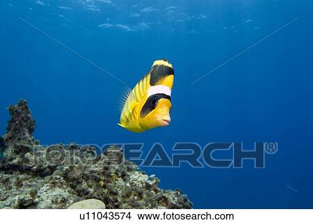 Picture - Striped Butterflyfish (Chaetodon fasciatus). Red Sea.. Fotosearch