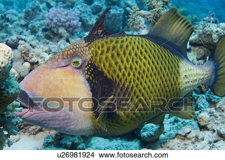 Titan Triggerfish (Balistoides viridescens). The largest of the triggerfish family and often aggressive when approached especially whilst nesting. Red Sea. View Large Photo Image Picture - Titan Triggerfish (Balistoides viridescens). The largest of the triggerfish family and often aggressive when approached especially whilst nesting. Red Sea.. Fotosearch