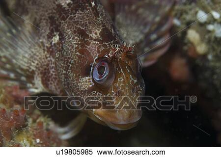 Stock Photography - Tompot Blenny (Parablennius gattorugine), Jersey, Channel Islands, UK. Fotosearch