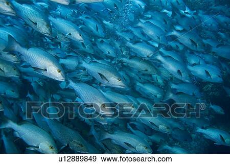Twinspot Snapper (Lutjanus bohar). Red Sea. View Large Photo Image Stock Photo - Twinspot Snapper (Lutjanus bohar). Red Sea.. Fotosearch