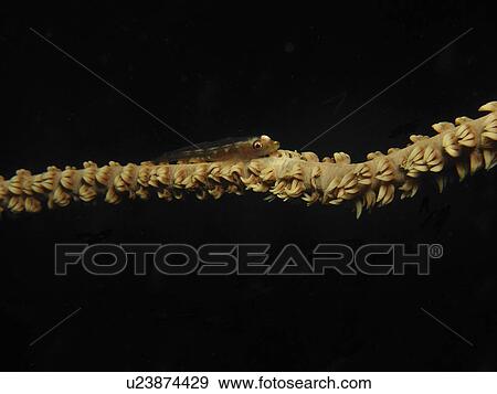 Stock Photo - Whip coral dwarf Goby, ( Bryaninops youngei ) posing for the camera. Malapascua Island. philippines. Taken 2007. Fotosearch